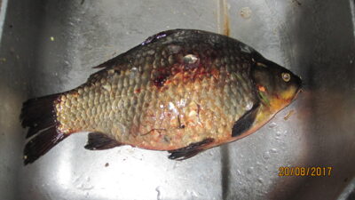 Prussian carp, 1.3 kg