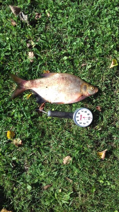 Carp bream ×2