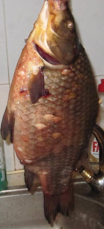 Prussian carp, 1.2 kg