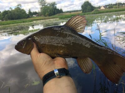 Tench — Tulnikių