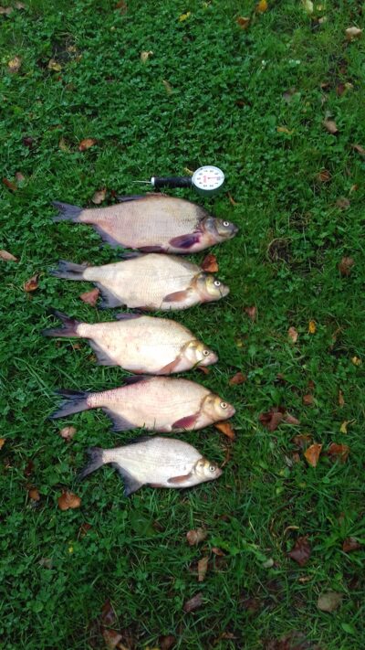 Carp bream ×5