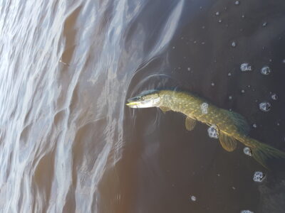 Northern Pike