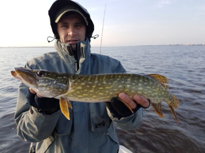 Northern Pike