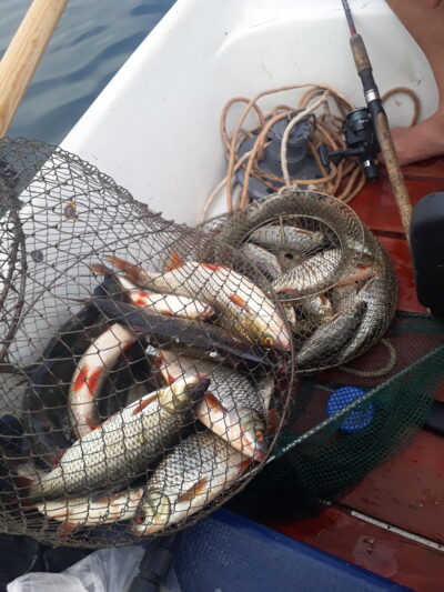 Roach, 0.6 kg