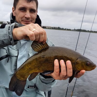 Tench