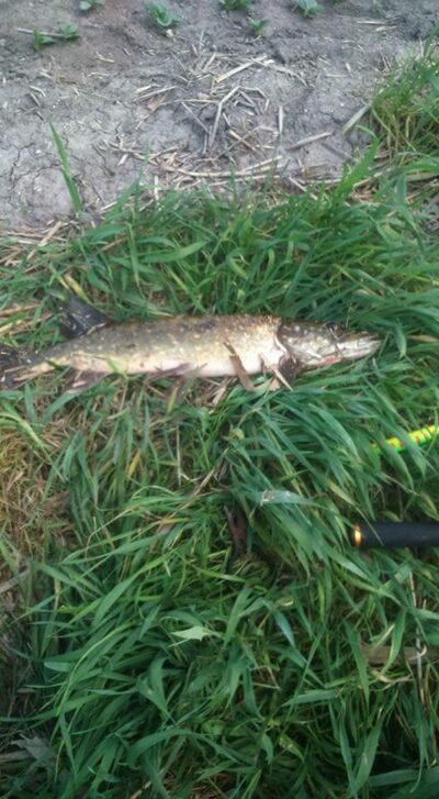 Northern Pike, 1.0 kg