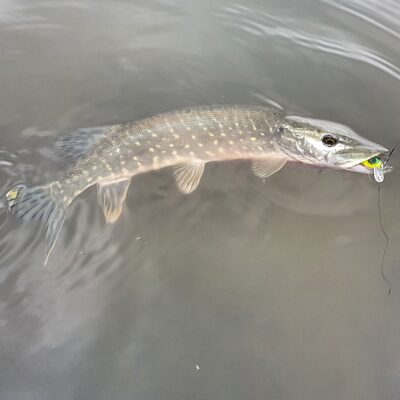 Northern Pike