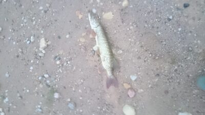 Northern Pike, 1.9 kg