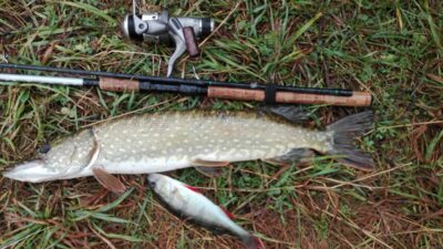 Northern Pike, 1.3 kg — Ūsiai