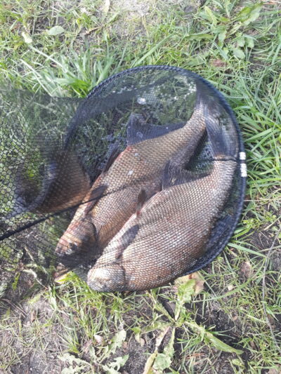 Carp bream, 1.8 kg
