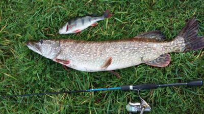 Northern Pike, 6.2 kg — Balskų