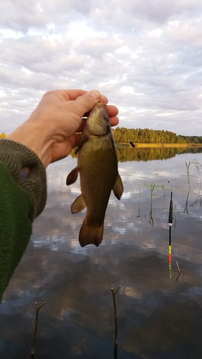 Tench