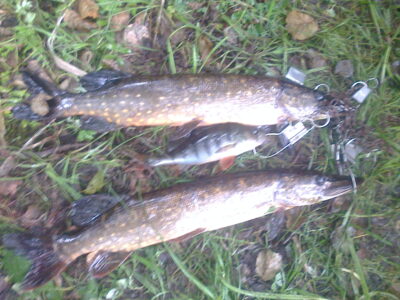 Northern Pike ×4 — Ešerinis