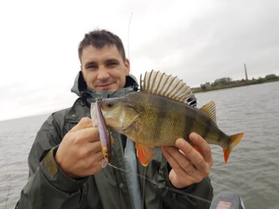 Eurasian perch