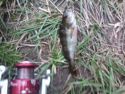 Eurasian perch