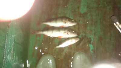 Eurasian perch ×3 — Rubikių