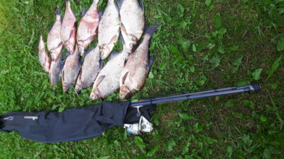 Carp bream