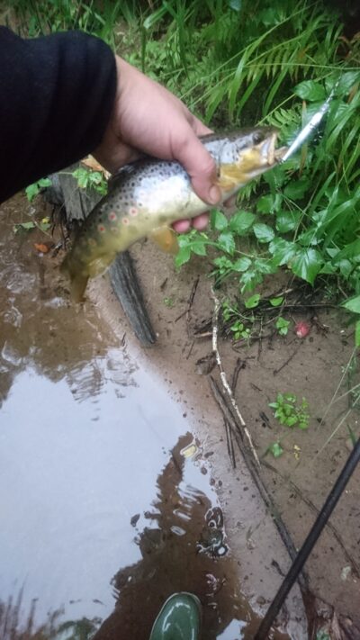 Brown Trout
