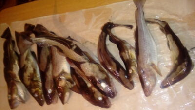 Atlantic cod