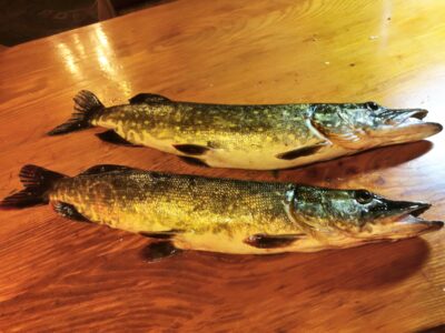Northern Pike ×2 — Dreverna