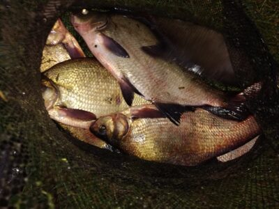 Carp bream, 1.3 kg — Mastis