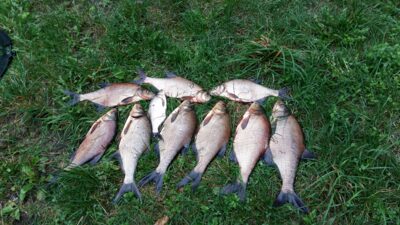 Carp bream ×10 — Ilgutis