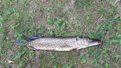 Northern Pike, 1.4 kg — Gudelių