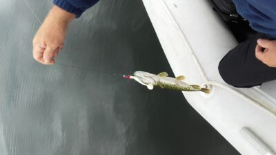 Northern Pike — Gudelių