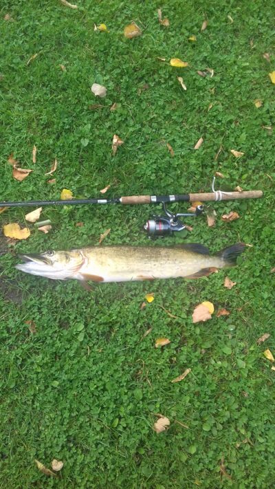 Northern Pike, 2.5 kg — Lukštynas