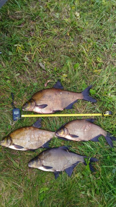 Carp bream, 2.5 kg — Mūša