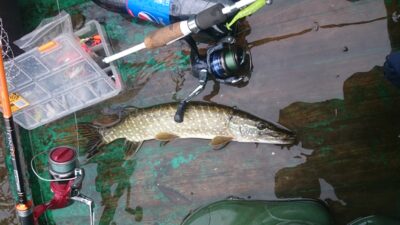 Northern Pike, 0.5 kg — Rubikių
