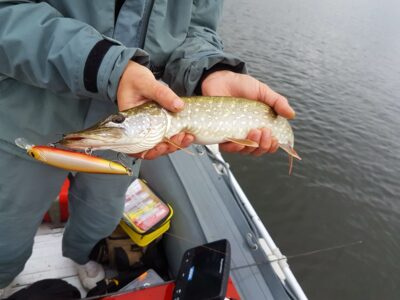 Northern Pike