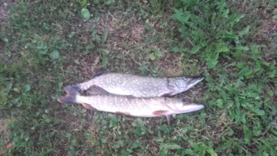 Northern Pike — Gudelių