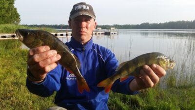 Eurasian perch ×2