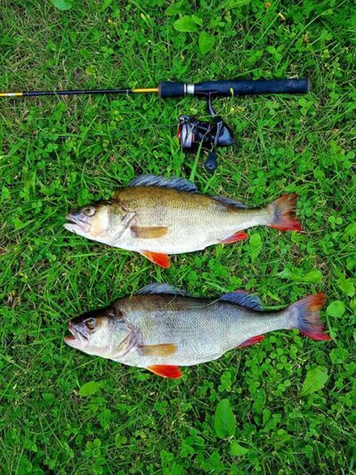 Eurasian perch ×2