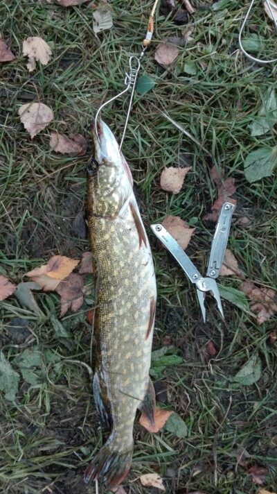 Northern Pike, 1.0 kg — Kiaunas