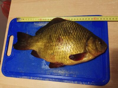 Crucian carp, 1.4 kg