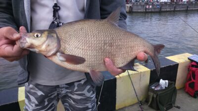 Carp bream, 1.4 kg