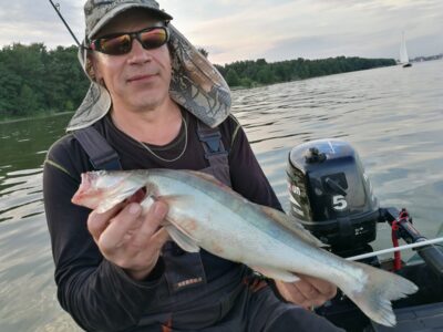 Pike perch, 0.9 kg — Kuršių