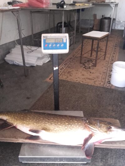 Northern Pike, 8.3 kg