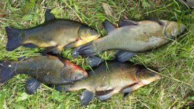 Tench ×4 — Angirių