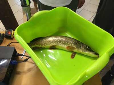 Northern Pike, 0.9 kg — Burtnieks