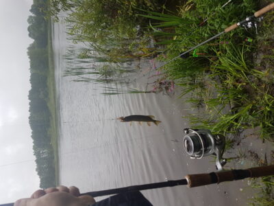 Northern Pike, 0.1 kg