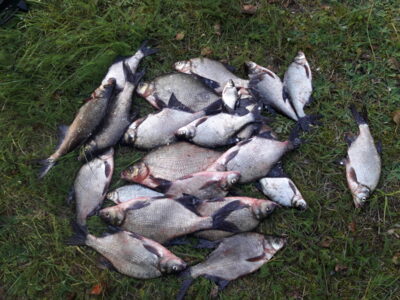 Carp bream ×25