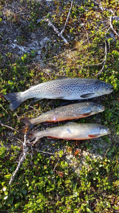 Brown Trout ×3