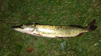 Northern Pike