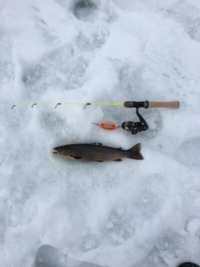Brown Trout