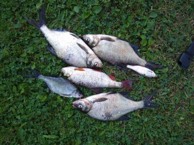 Carp bream ×3 — Bubių