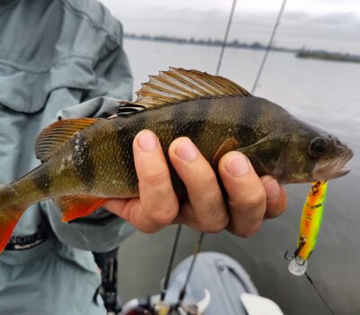 Eurasian perch