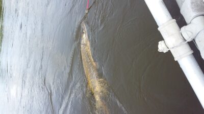 Northern Pike, 3.3 kg — Neman River
